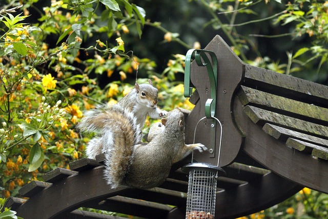 dome-covered-feeder-deterring-grey-squir-640x480-42914805.jpeg