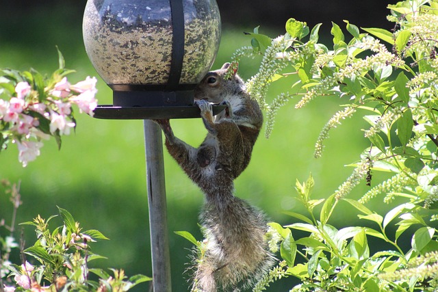 Dome-covered feeder deterring grey squirrel