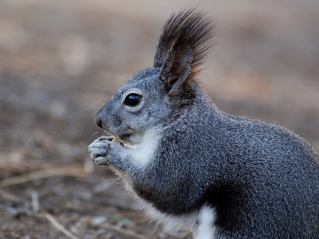 Dome-covered feeder deterring grey squirrel