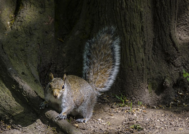 Dome-covered feeder deterring grey squirrel