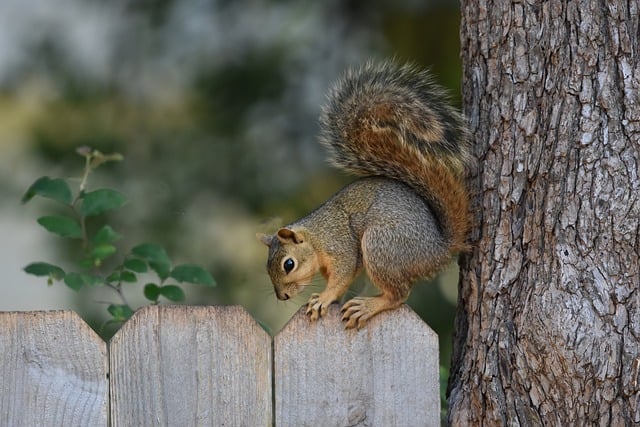 Dome-covered feeder deterring grey squirrel