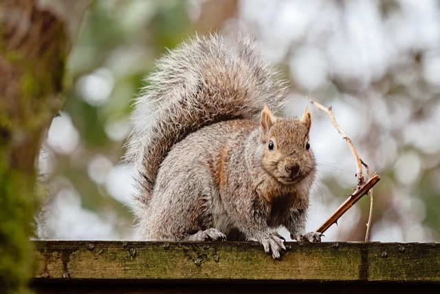 Dome-covered feeder deterring grey squirrel