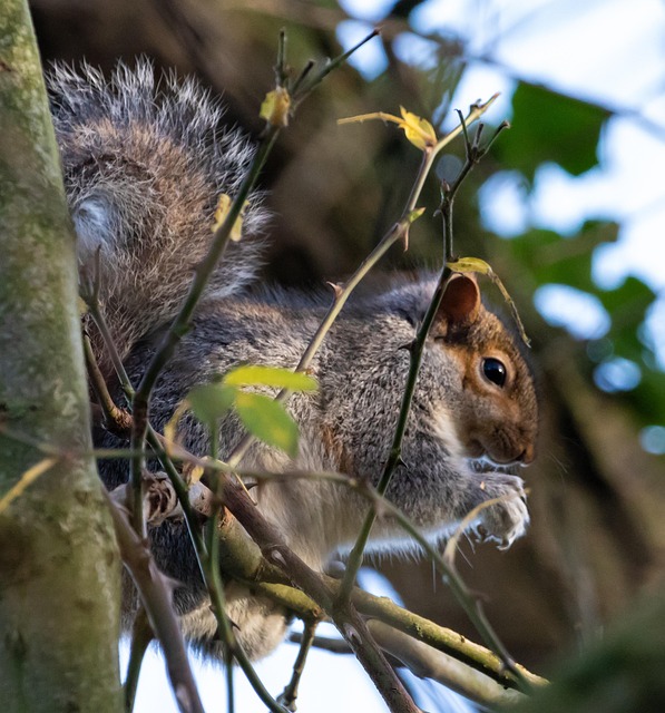 Dome-covered feeder deterring grey squirrel
