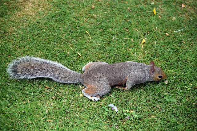 Dome-covered feeder deterring grey squirrel