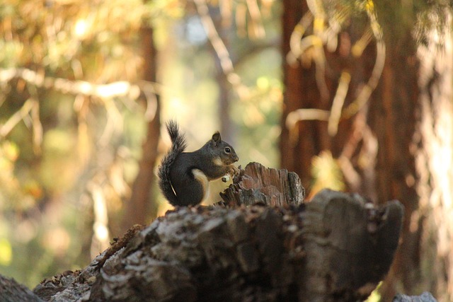 Squirrel-Proof Bird Feeders Birmingham: Enjoy More Birds, Save More Money!
