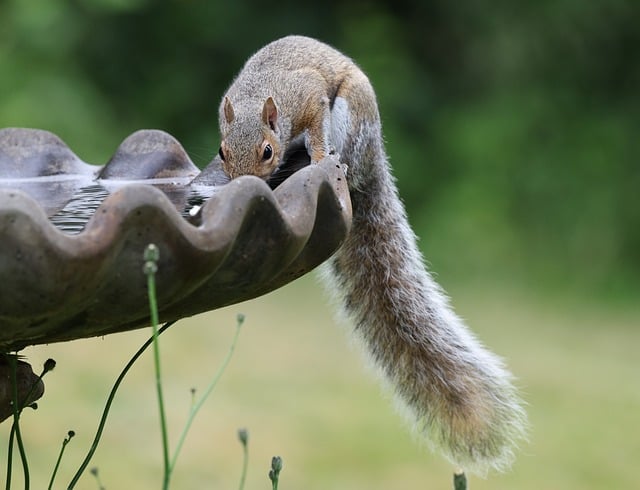 Dome-covered feeder deterring grey squirrel
