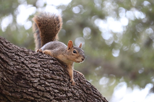 Dome-covered feeder deterring grey squirrel