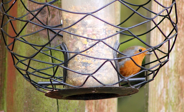 Garden birds at squirrel-resistant seed tube