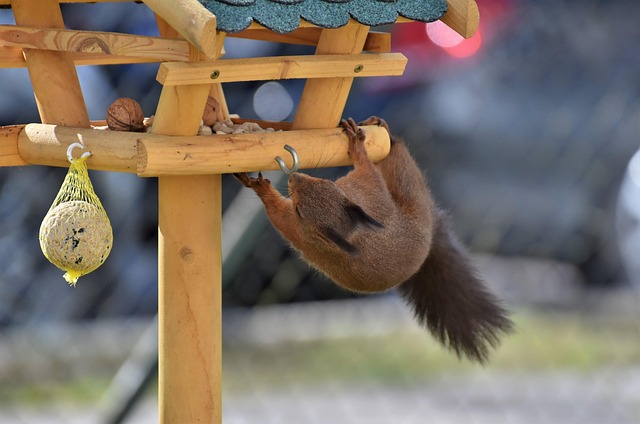 Garden birds at squirrel-resistant seed tube
