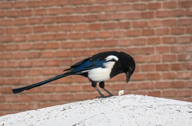 garden-birds-at-squirrel-resistant-seed-640x480-663405.jpeg