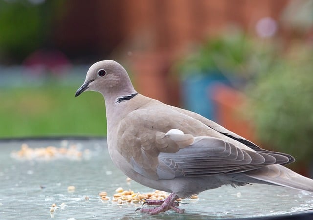 Garden birds at squirrel-resistant seed tube