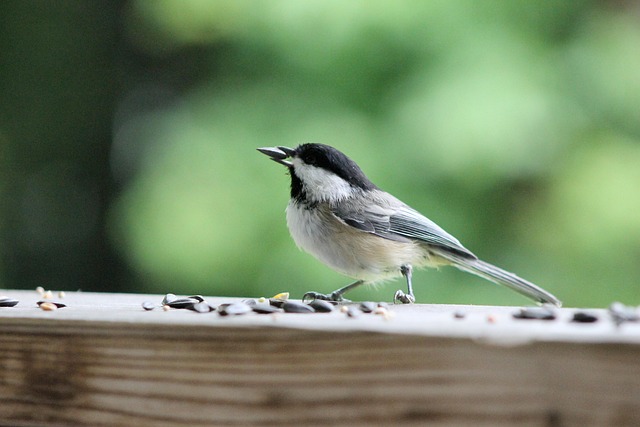 Garden birds eating from large seed tray