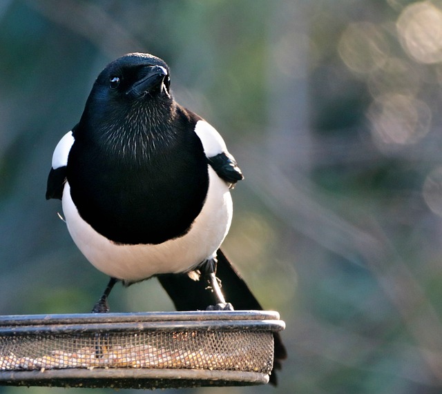 Garden birds eating from large seed tray