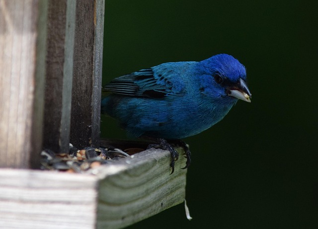 Garden birds eating from large seed tray