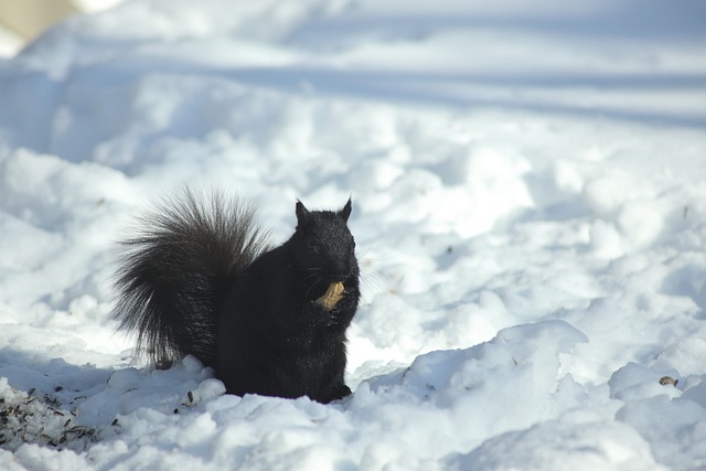 hanging-squirrel-proof-peanut-feeder-out-640x480-23270946.jpeg