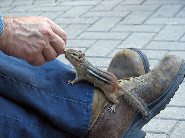 hanging-squirrel-proof-peanut-feeder-out-640x480-2758509.jpeg