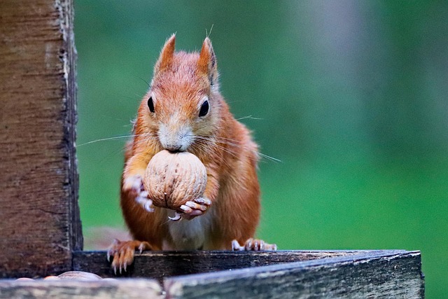 Hanging squirrel-proof peanut feeder outdoors