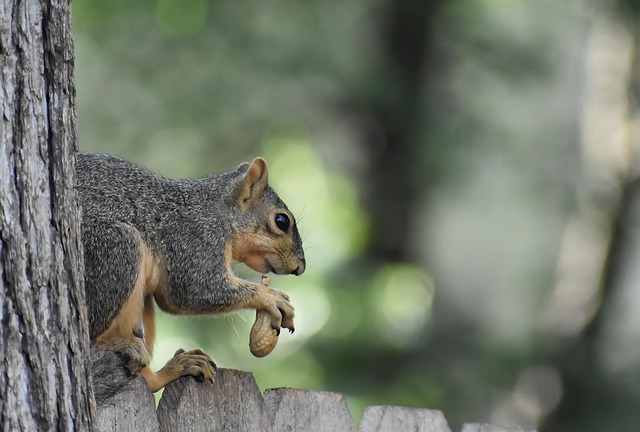 Save Money on Top-Quality Peanuts for Your Cardiff Birds!
