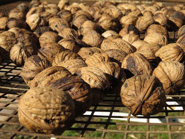 Save Big on Top-Quality Peanuts for Birds in Bradford - 25kg Fast Delivery!