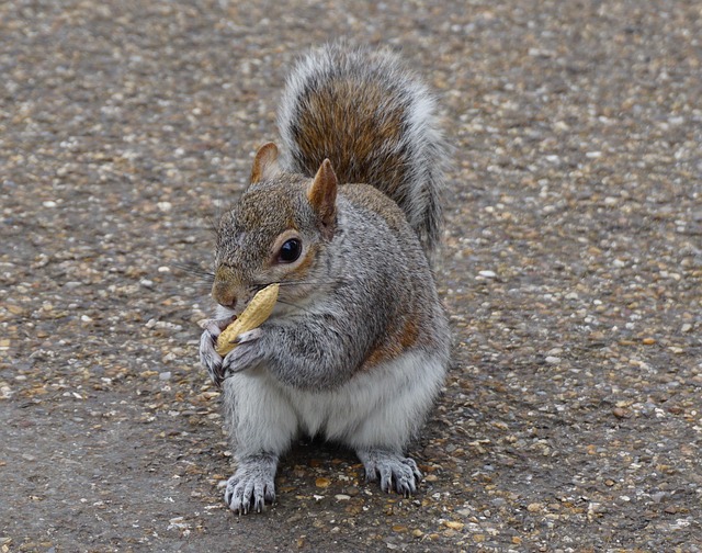 peanuts