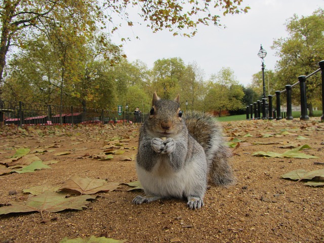 peanuts