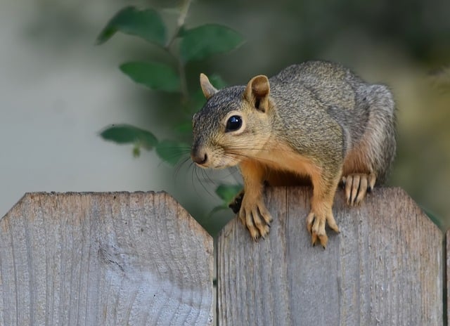 squirrel