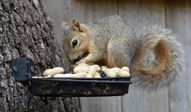 squirrel