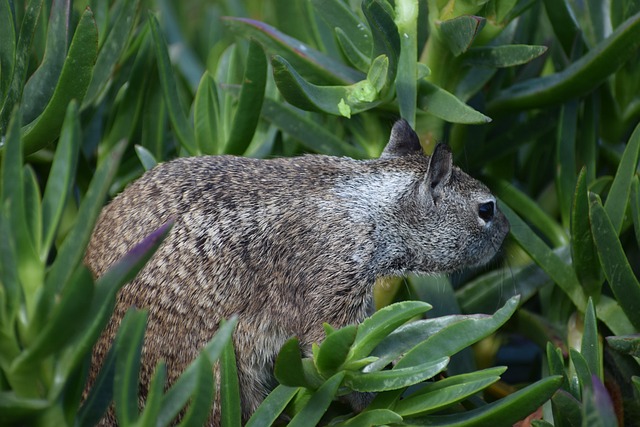 squirrel