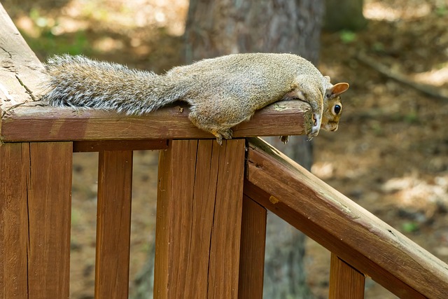 squirrel