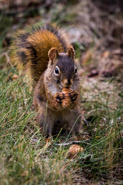 Squirrel-Proof Your Feeders: Top Bradford Peanuts, Now in 25kg Bags!