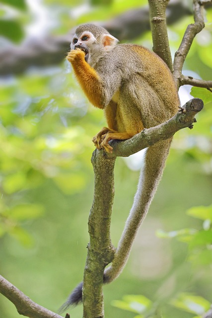 squirrel