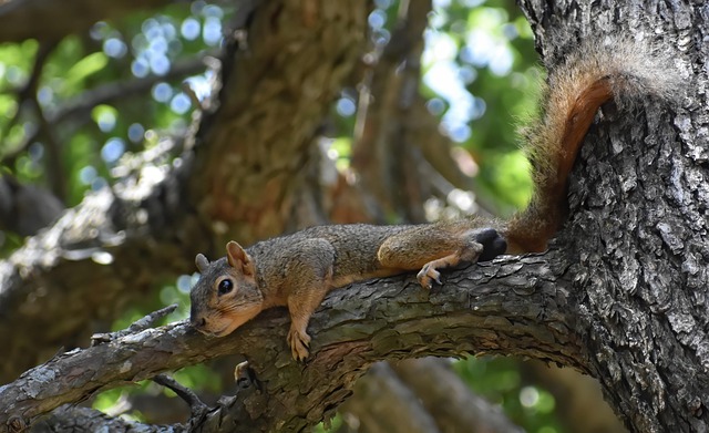 squirrel