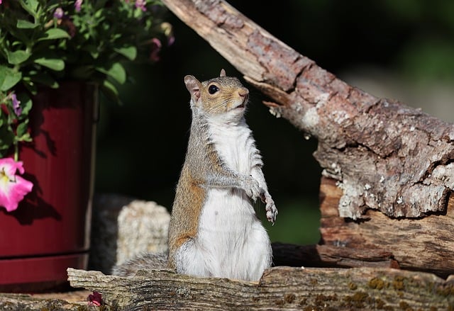squirrel