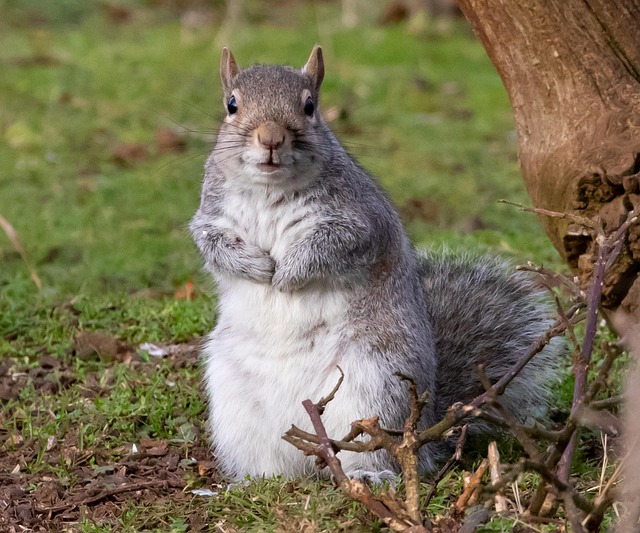 Boost Bird Health: Squirrel-Proof Calcium Seeds for Bradford Feeders