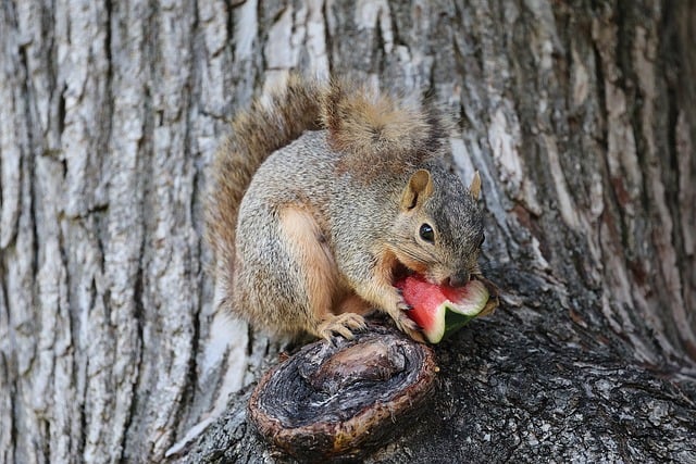 squirrel
