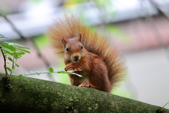 squirrel