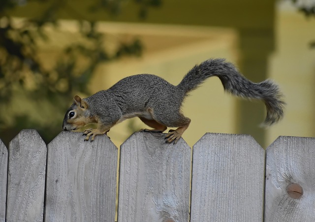 squirrel