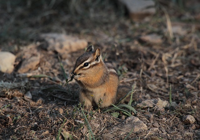 squirrel