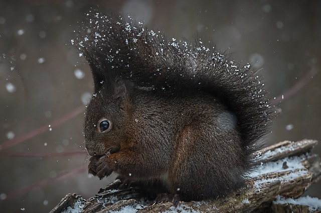 squirrel
