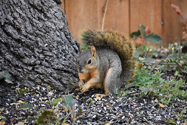 Squirrel-Proof Your Yard, Save Money: Bradford's Best Peanut &amp; Seed Feeder