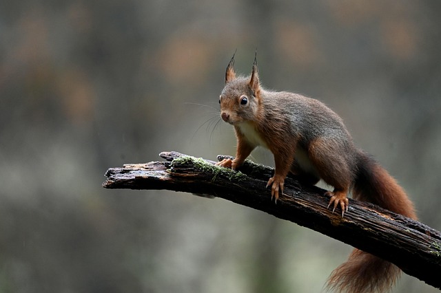 Squirrel Proof Feeders Birmingham: Save Big with Free Shipping on Bulk Peanuts