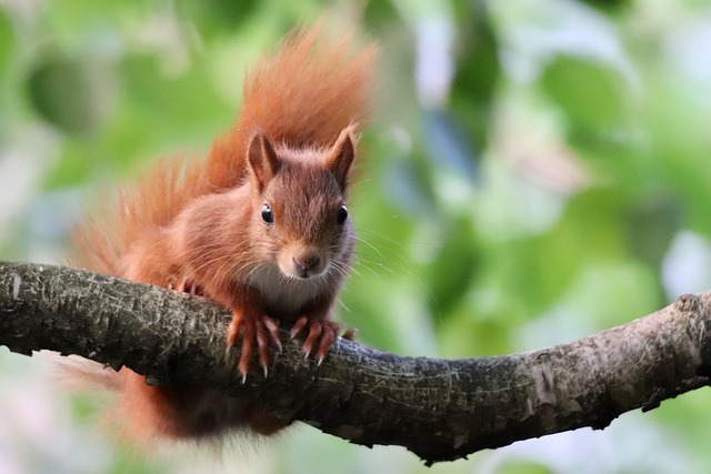 squirrel