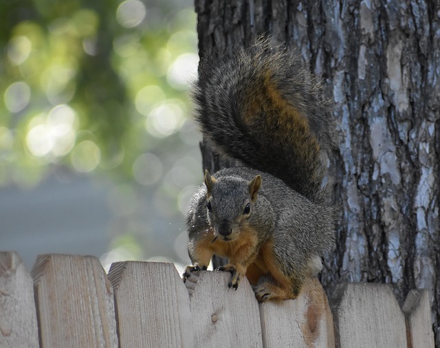 squirrel