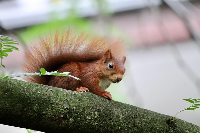 squirrel