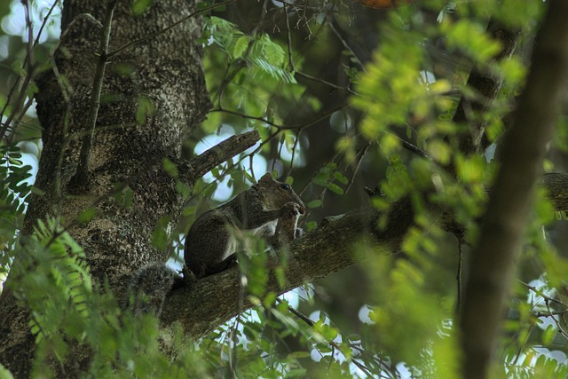 Squirrel-Proof Bird Feeder Treats: Dried Mealworms for Leicester - Save Money, Enjoy Peace of Mind!