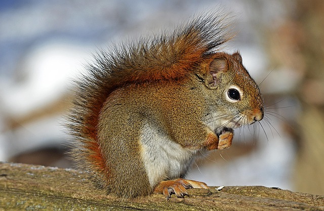 Squirrel-Proof Your Feed: Fresh Peanuts, Peaceful Birds in Leicester