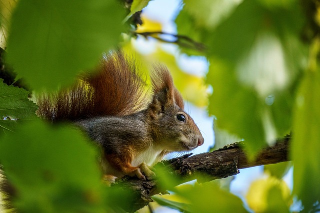 Squirrel attempting to access guarded feeder