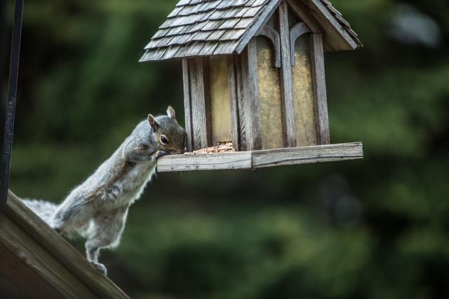 Squirrel attempting to access guarded feeder