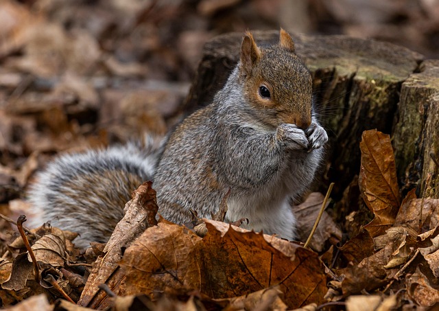 Squirrel attempting to access guarded feeder