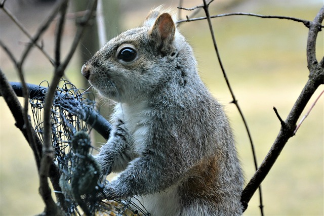 squirrel-attempting-to-access-guarded-fe-640x480-80215660.jpeg